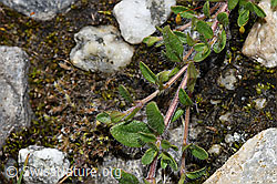 F278724: Vielhaariger Thymian (Thymus praecox ssp. polytrichus)