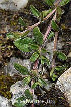 F278725: Vielhaariger Thymian (Thymus praecox ssp. polytrichus)