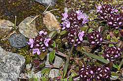 F278729: Vielhaariger Thymian (Thymus praecox ssp. polytrichus)