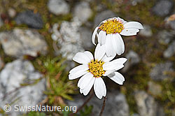 Gewöhnliche Alpenmargerite (Leucanthemopsis alpina) (08.2024, F278731)