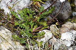 F278733: Gewöhnliche Alpenmargerite (Leucanthemopsis alpina)