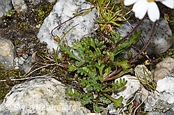 F278735: Gewöhnliche Alpenmargerite (Leucanthemopsis alpina)