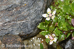 Sternblütiger Steinbrech (Saxifraga stellaris) (F278741)