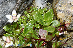 Sternblütiger Steinbrech (Saxifraga stellaris) (F278743)