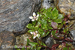 Sternblütiger Steinbrech (Saxifraga stellaris) (F278744)
