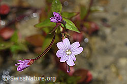 Alpen-Weidenröschen (Epilobium anagallidifolium) (08.2024, F278748)