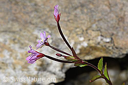 Epilobium anagallidifolium (F278749)