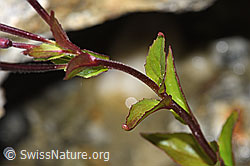 Epilobium anagallidifolium (F278752)