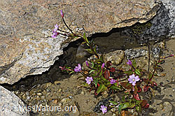 Epilobium anagallidifolium (F278756)