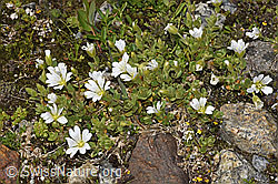 Einblütiges Hornkraut (Cerastium uniflorum) (F278766)
