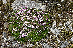 Kalk-Polsternelke (Silene acaulis) (F278775) Kalk-Polsternelke (Silene acaulis) (F278775)