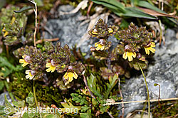 Zwerg-Augentrost (Euphrasia minima) (F278780)