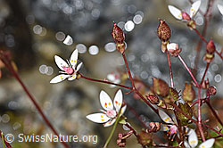 Sternblütiger Steinbrech (Saxifraga stellaris) (F278784)