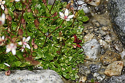 Sternblütiger Steinbrech (Saxifraga stellaris) (F278785)
