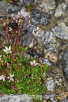 Sternblütiger Steinbrech (Saxifraga stellaris) (F278786)