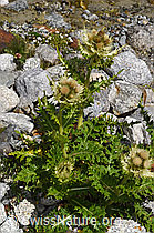 Alpen-Kratzdistel (Cirsium spinosissimum) (F278800)