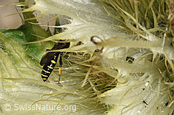 Crabro peltatus (Grabwespe) auf Alpen-Kratzdistel (Cirsium spinosissimum) (F278801)