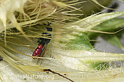 F278811: Chrysis ruddii (Goldwespe) auf Alpen-Kratzdistel (Cirsium spinosissimum)
