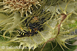 Crabro peltatus (Grabwespe) auf Alpen-Kratzdistel (Cirsium spinosissimum) (F278821)