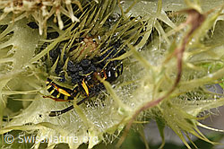 Crabro peltatus (Grabwespe) auf Alpen-Kratzdistel (Cirsium spinosissimum) (F278823)
