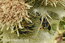 Crabro peltatus (Grabwespe) auf Alpen-Kratzdistel (Cirsium spinosissimum) (F278828)