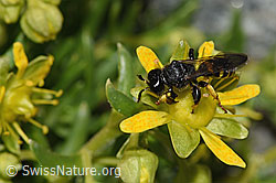 Crabro peltatus (Grabwespe) auf Bewimpertem Steinbrech (Saxifraga aizoides) (F278832)