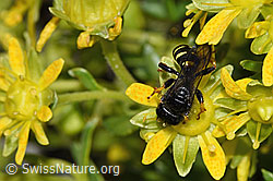 Crabro peltatus (Grabwespe) auf Bewimpertem Steinbrech (Saxifraga aizoides) (F278834)