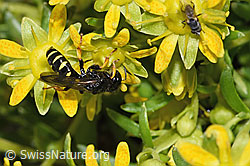 Crabro peltatus (Grabwespe) auf Bewimpertem Steinbrech (Saxifraga aizoides) (F278836)