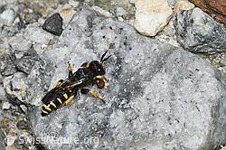 Crabro peltatus (Grabwespe) (08.2024, F278838)