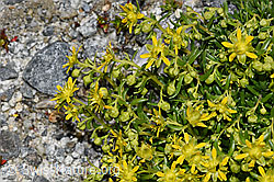 Bewimperter Steinbrech (Saxifraga aizoides) (F278846)
