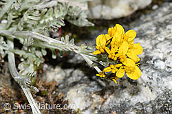 Graues Greiskraut (Senecio incanus) (08.2024, F278849)