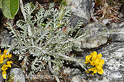 Graues Greiskraut (Senecio incanus) (08.2024, F278850)