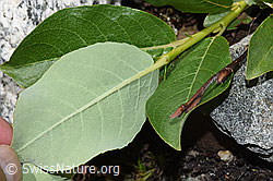 Sal-Weide (Salix caprea) (F278883)