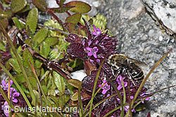 Hornklee-Felsenbiene (Hoplitis loti) auf Vielhaarigem Thymian (Thymus praecox ssp. polytrichus) (F278907)