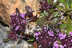 Hornklee-Felsenbiene (Hoplitis loti) auf Vielhaarigem Thymian (Thymus praecox ssp. polytrichus) (F278910)