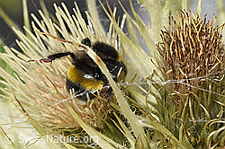 Heide-Erdhummel (Bombus cryptarum) auf Alpen-Kratzdistel (Cirsium spinosissimum) (F278914)