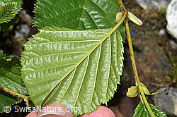 Grün-Erle (Alnus viridis) (F278933)