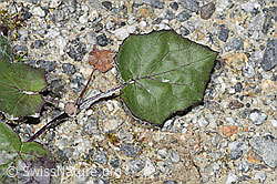 F278948: Huflattich (Tussilago farfara)