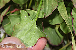 Schildblättriger Ampfer (Rumex scutatus) (F278952)