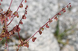 Schildblättriger Ampfer (Rumex scutatus) (F278955)