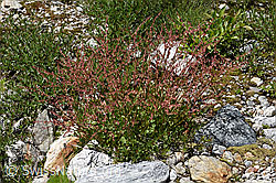Schildblättriger Ampfer (Rumex scutatus) (08.2024, F278957)
