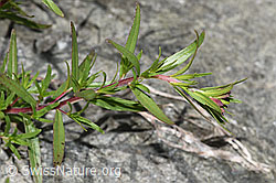 Fleischers Weidenröschen (Epilobium fleischeri) (F278960)
