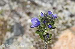 F278970: Rosetten-Ehrenpreis (Veronica bellidioides)