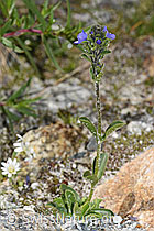 F278972: Rosetten-Ehrenpreis (Veronica bellidioides)