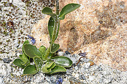 F278973: Rosetten-Ehrenpreis (Veronica bellidioides)