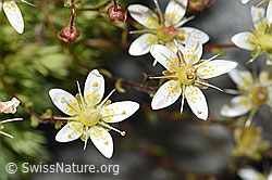 Moosartiger Steinbrech (Saxifraga bryoides) (F278997)