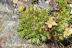 Moosartiger Steinbrech (Saxifraga bryoides) (F278999)