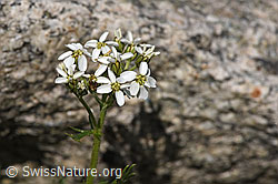 Moschus-Schafgarbe (Achillea erba-rotta ssp. moschata) (F279008)