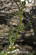 Moschus-Schafgarbe (Achillea erba-rotta ssp. moschata) (F279009)