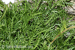 Moschus-Schafgarbe (Achillea erba-rotta ssp. moschata) (F279010)
